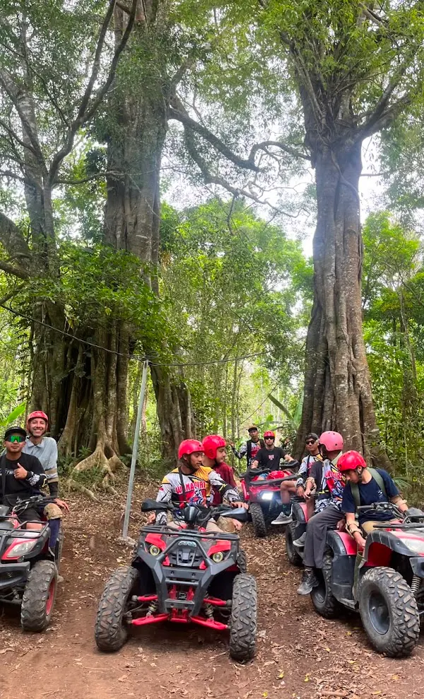 Guests in helmets on ATV quad bikes on a forest trail beneath giant trees